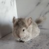 ЧинЧик Глэрис