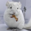 Рататуй Чин Лав
