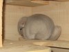 6,5 мес.