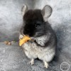 Ховард