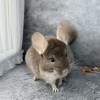 Жози