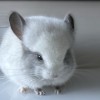 Филлини