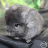 Златомир БЛиК