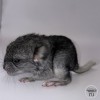 Мартинс Флауэр Джонни