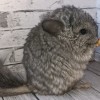 Лохматуля МХ