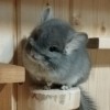 Нота