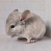 Кассий