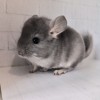 Кас