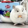 Орхидея Эф