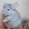 Серафим
