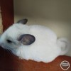 СИ Евангелина