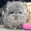 Ежик Эф