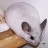 Сесилия