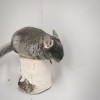 2 мес