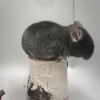 2 мес