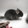 2 мес