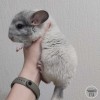 Ра Мелави