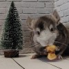 Дымка_КХ