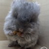 Фиона