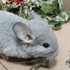Флерс де Монд _ Мальвина