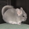 Сильвия Хит