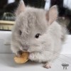 Гортензий 
