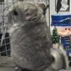 Очаровательная Легенда Эф