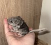 Новорожденная
