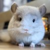 Сверкающий Мифик Эф
