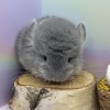 Елнур