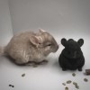 1 мес