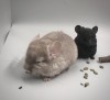 1 мес