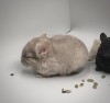 1 мес