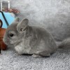 Юзя нРекс Шуш