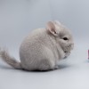 2,5 мес