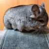 Жизель Свит Хэппи