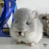 Гудвин МиР