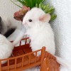 1 мес