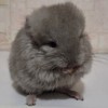 Конфи