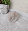 2 нед