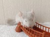 2 мес