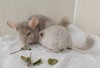 2 мес с мамой