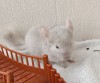 2 мес