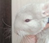 2 мес