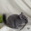 Вилли