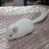 Грэй