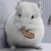 Уаит Чин Лав