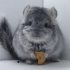 Фантик Чин Лав
