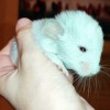 Искатель Приключений Свит Хэппи