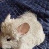 Максик